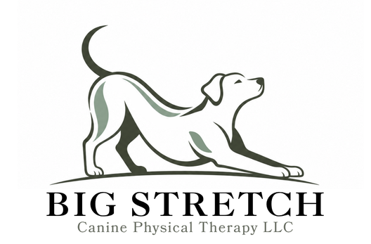 Big Stretch Canine Physical Therapy LLC